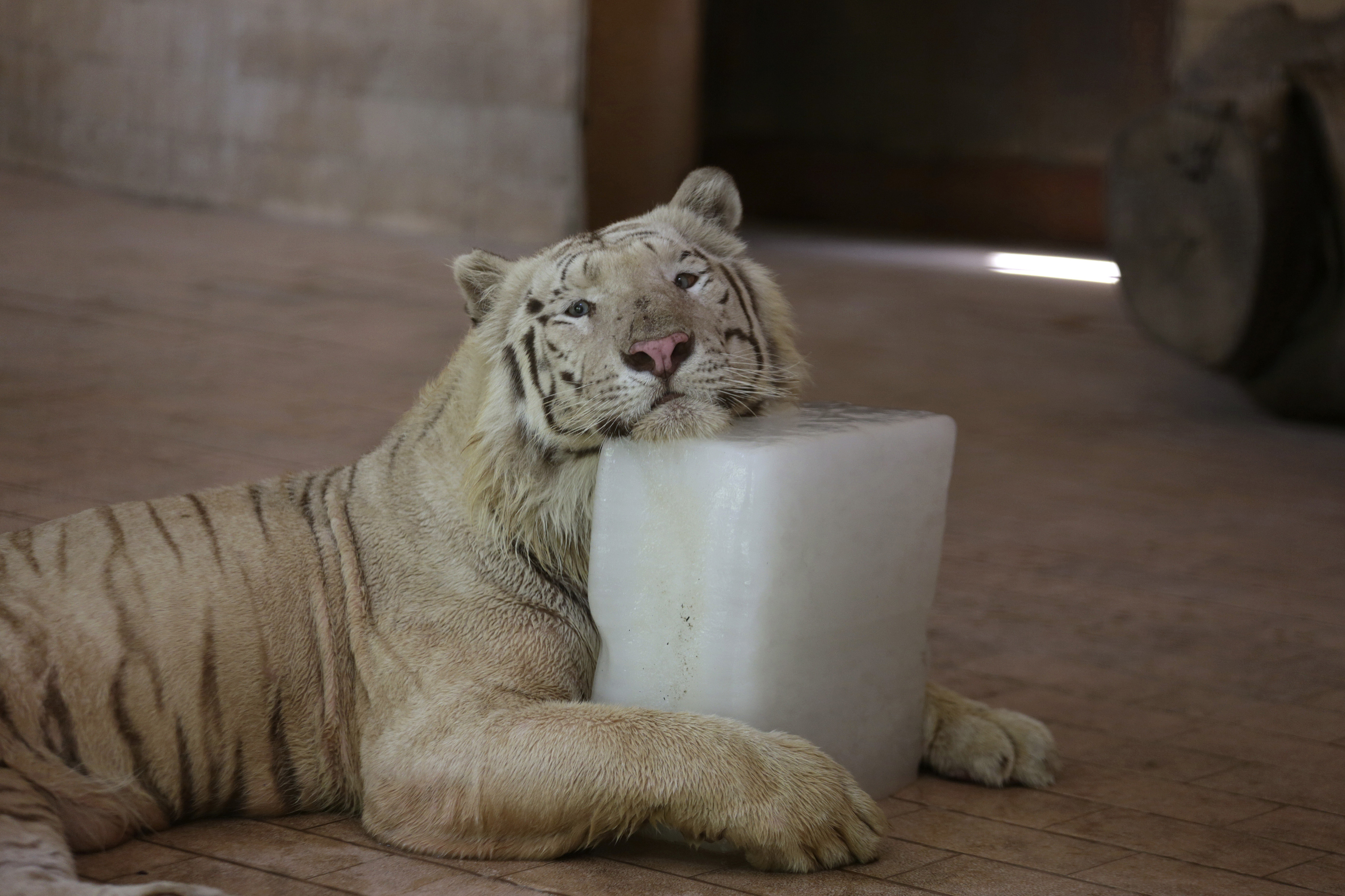 A lion cools off by a slab of ice provided by staff at the Lahore Zoo during hot weather, in Lahore, Pakistan,