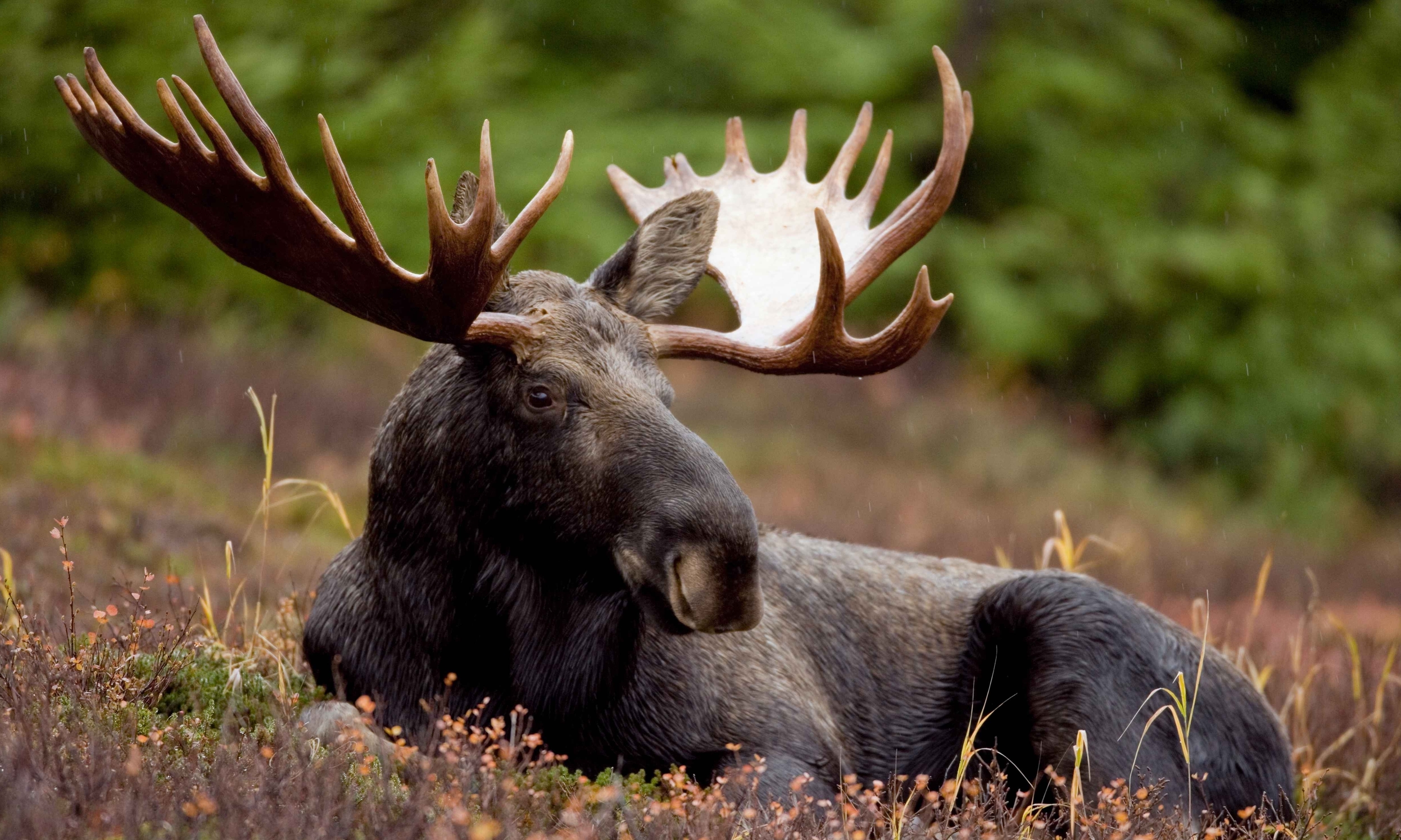 Bull moose.