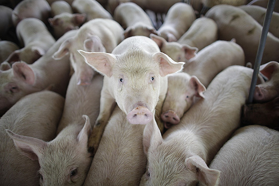 Pigs are seen on a farm run by Granjas Carroll de Mexico