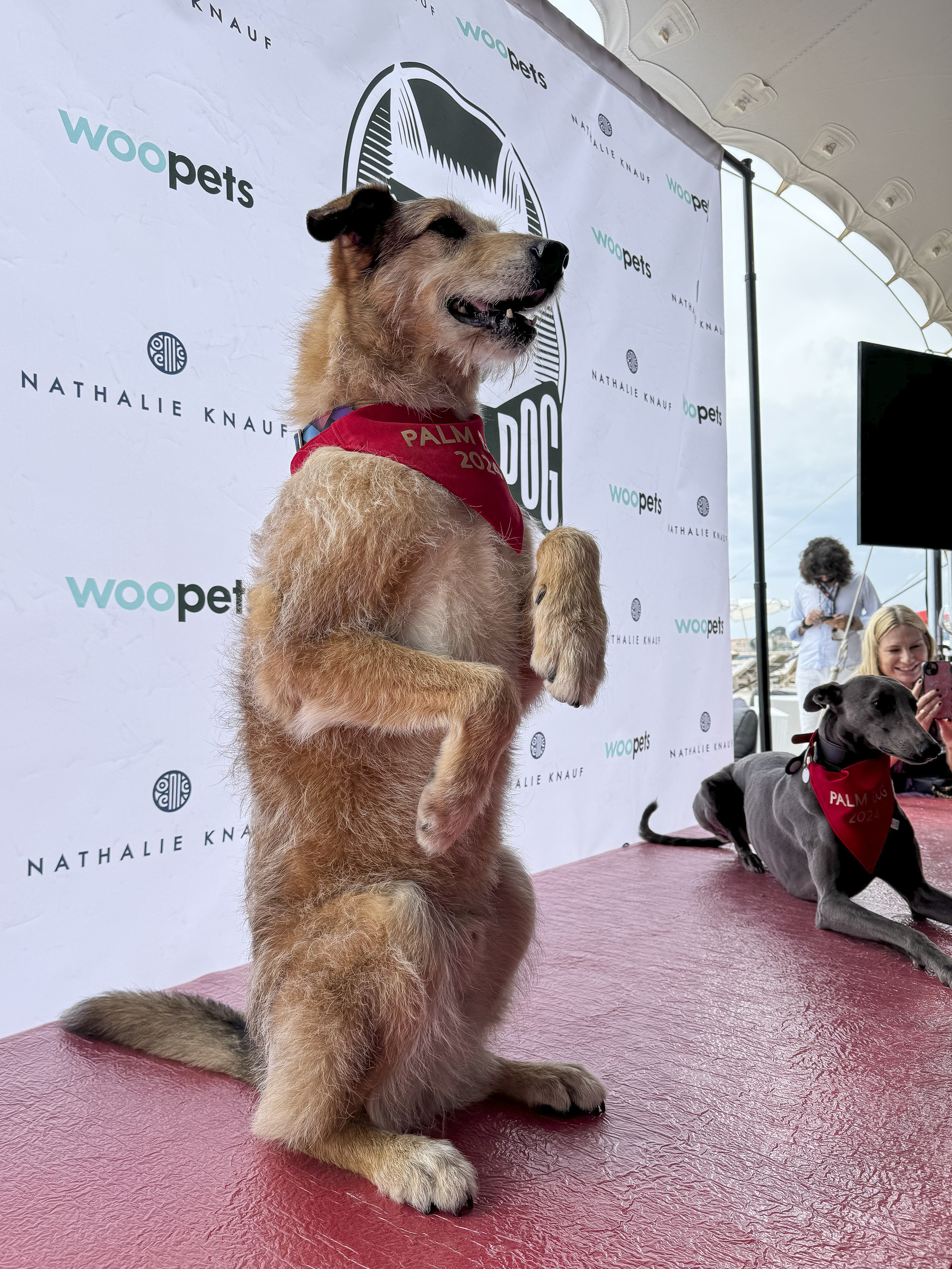 Palm Dog: Kodi, star of 'Dog on Trial,' is the top dog of Cannes