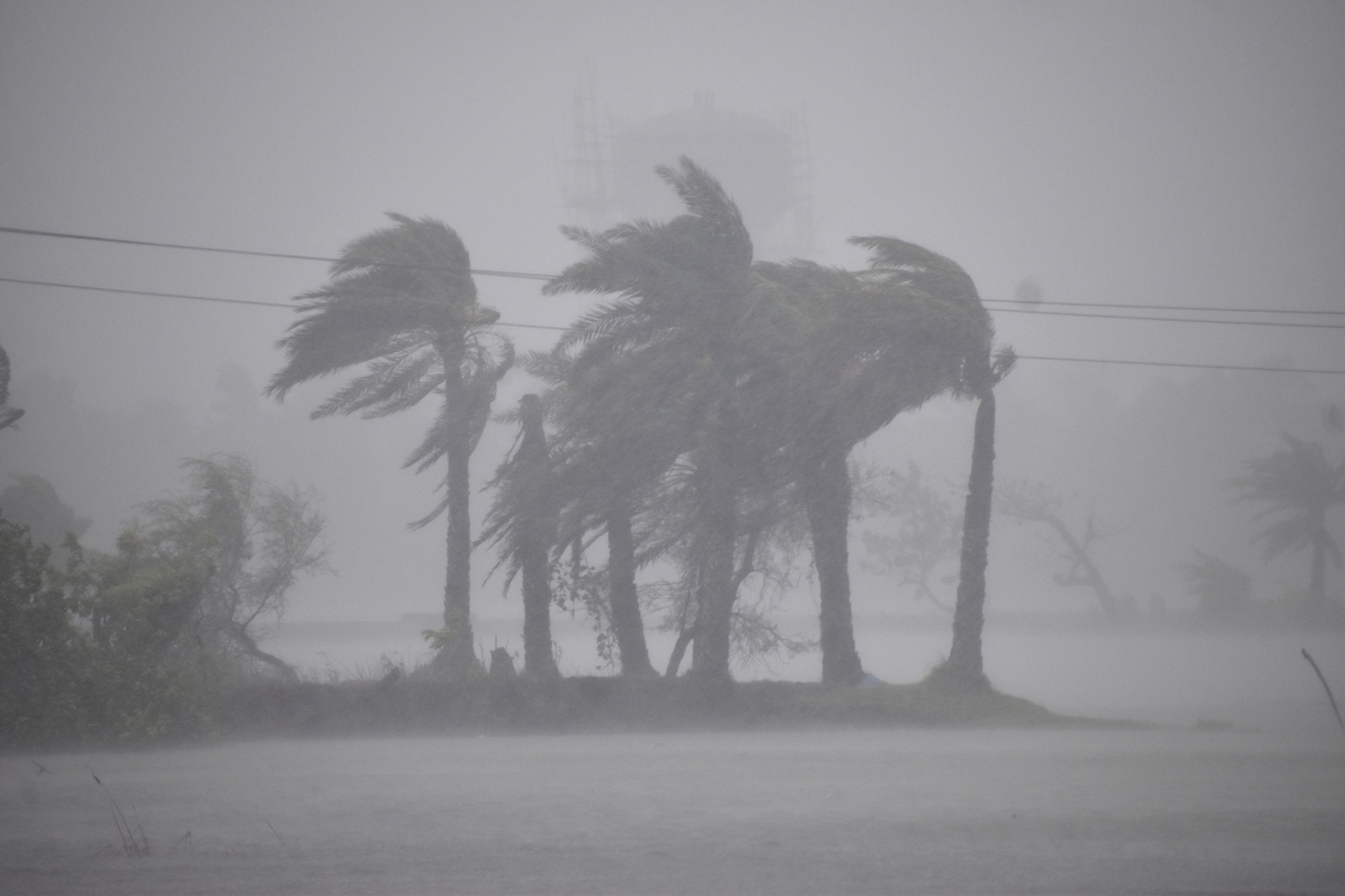 Trees battered by wind and rain caused by Cyclone Remal.