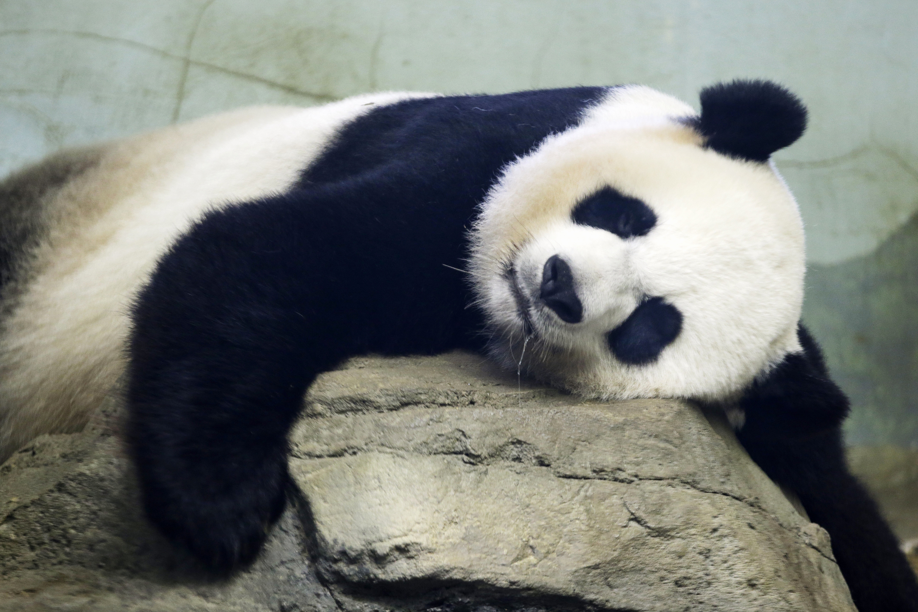 Two giant pandas are coming to Washington's National Zoo from China by the end of the year.