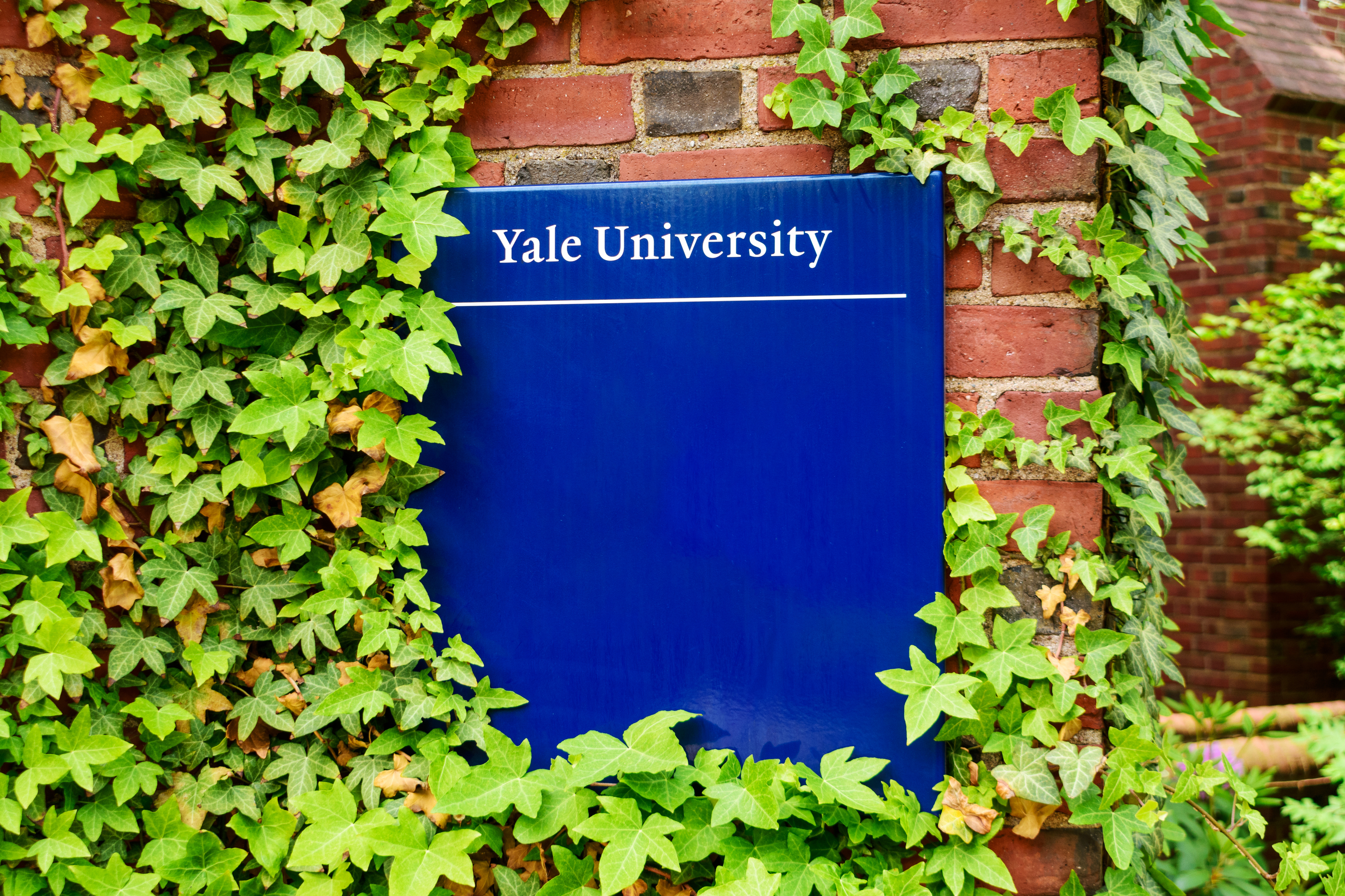 Yale University sign on brick building surrounded by green ivy vines.