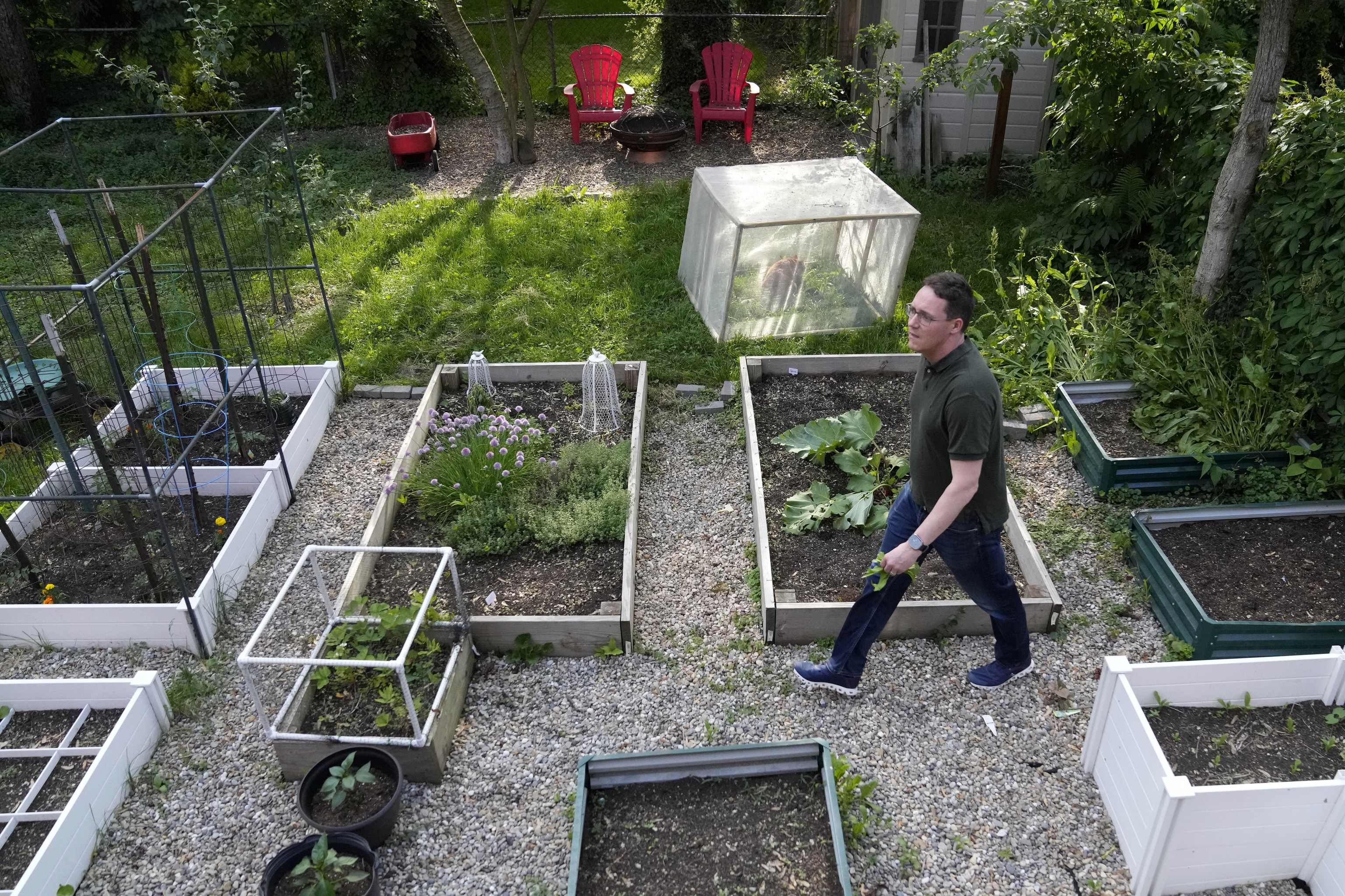 Chicago School Board candidate, former principal Adam Parrott-Sheffer, collects food for dinner from his backyard garden