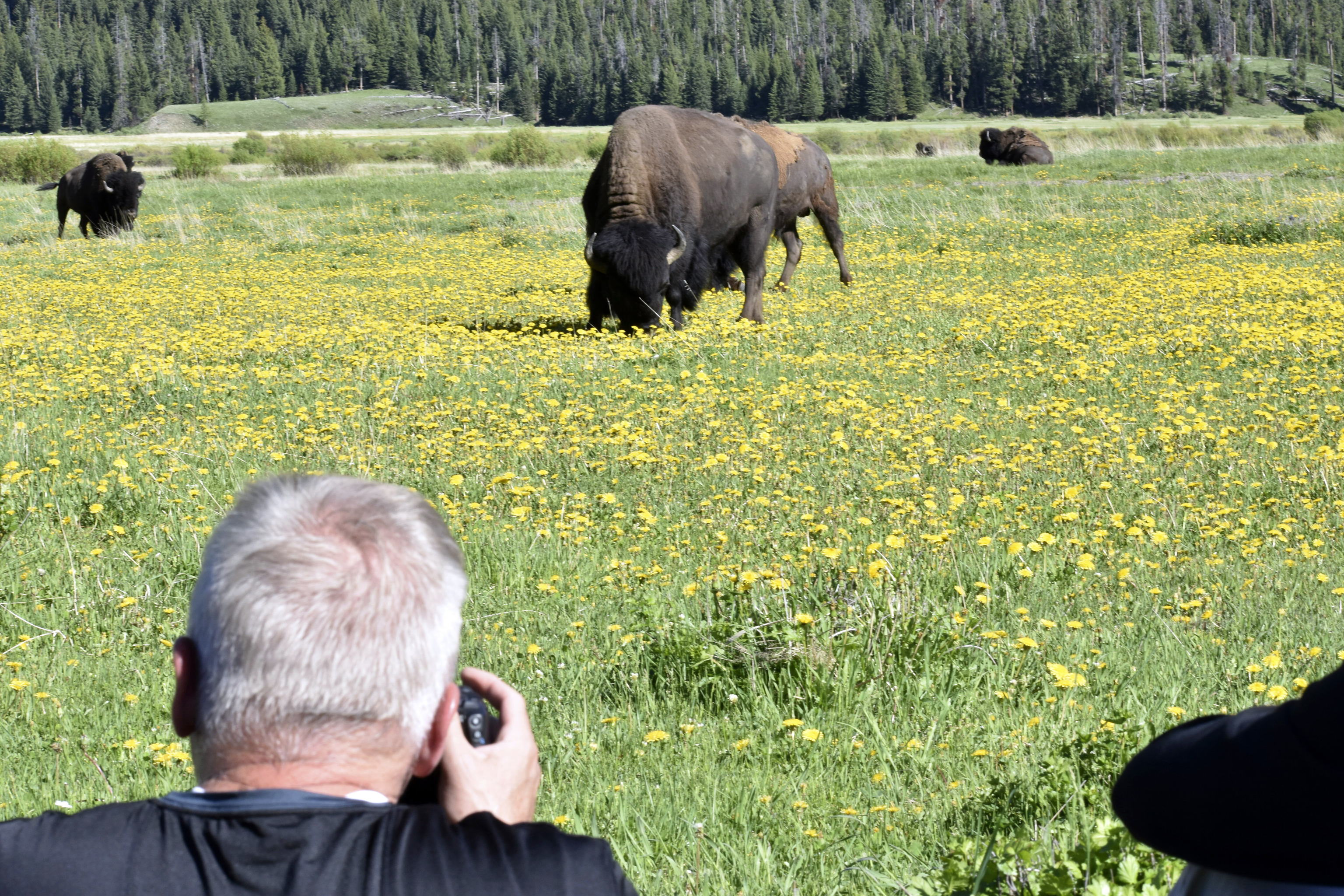 Andrew Scott of Salt Lake City, Utah, takes photographs of bison, also known as buffalo, in Yellowstone National Park.