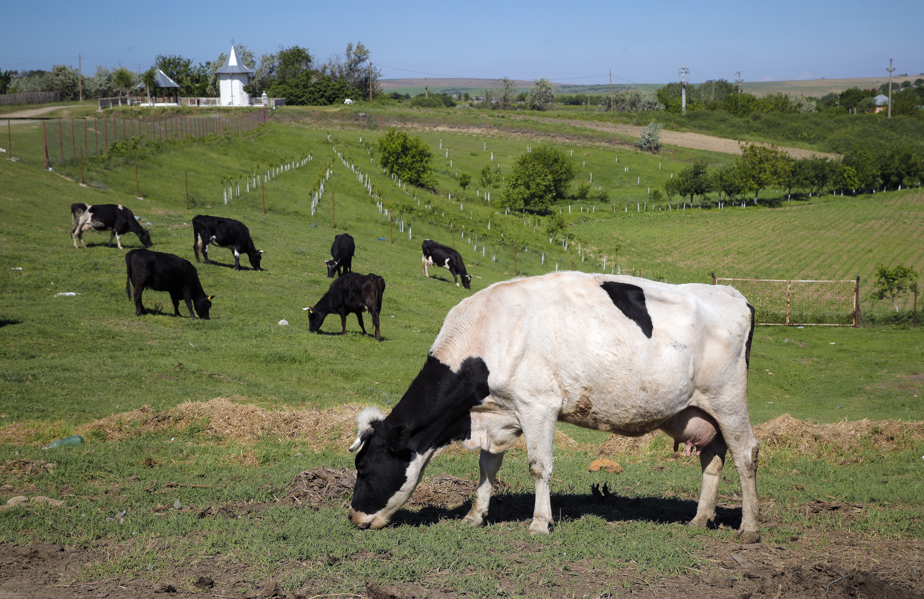 Denmark will impose cattle farmers with a tax on livestock carbon dioxide emissions from 2030