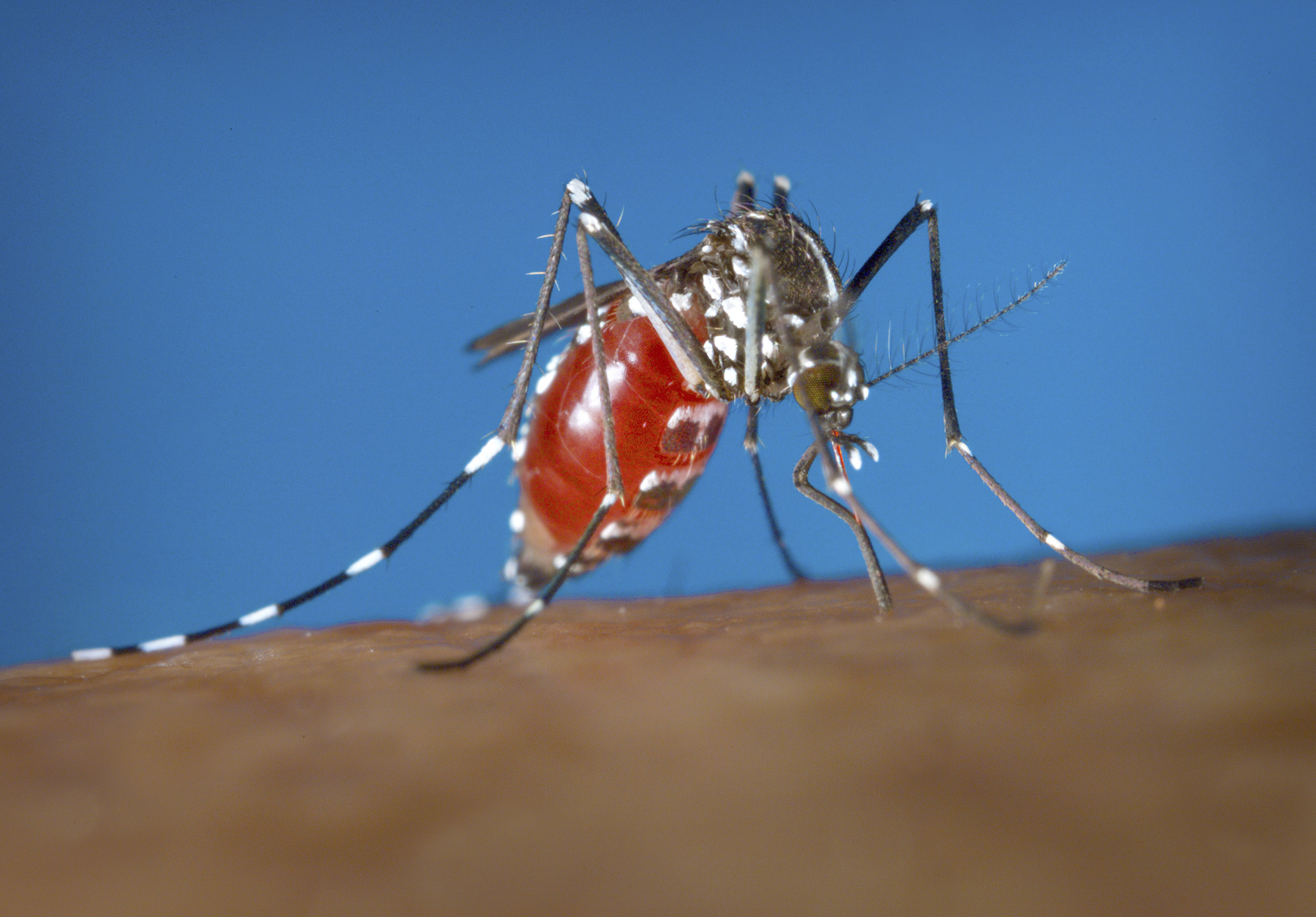 Dengue, a tropical illness caused by a virus, is spread by Aedes mosquitos