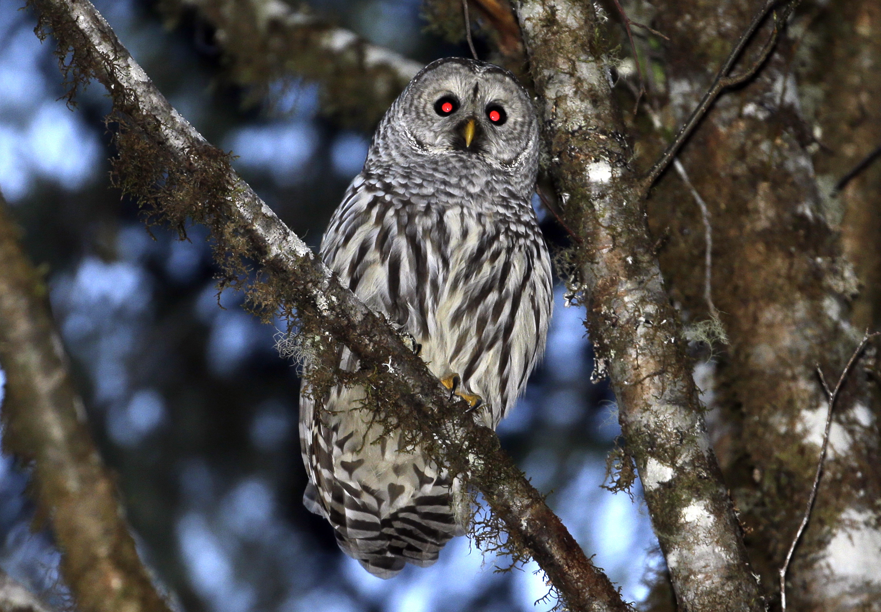 A female barred owl sits on a branch in the wooded hills