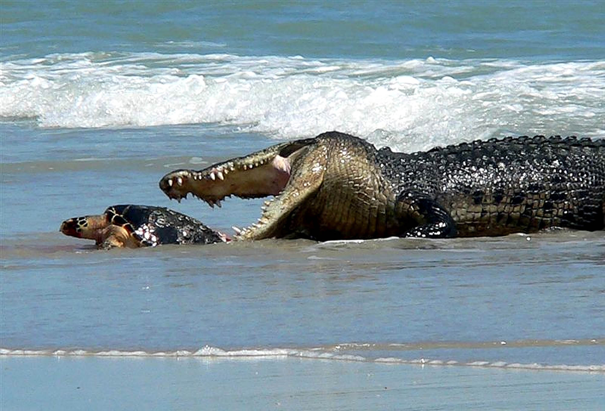 Saltwater crocodiles can live up to 70 years.