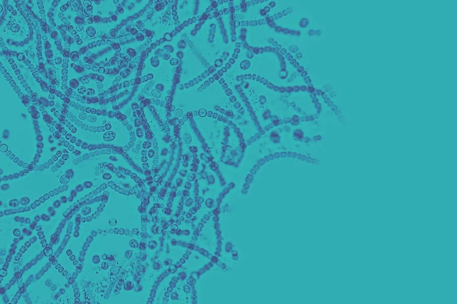 Microorganisms present in a gut microbiota analysis.