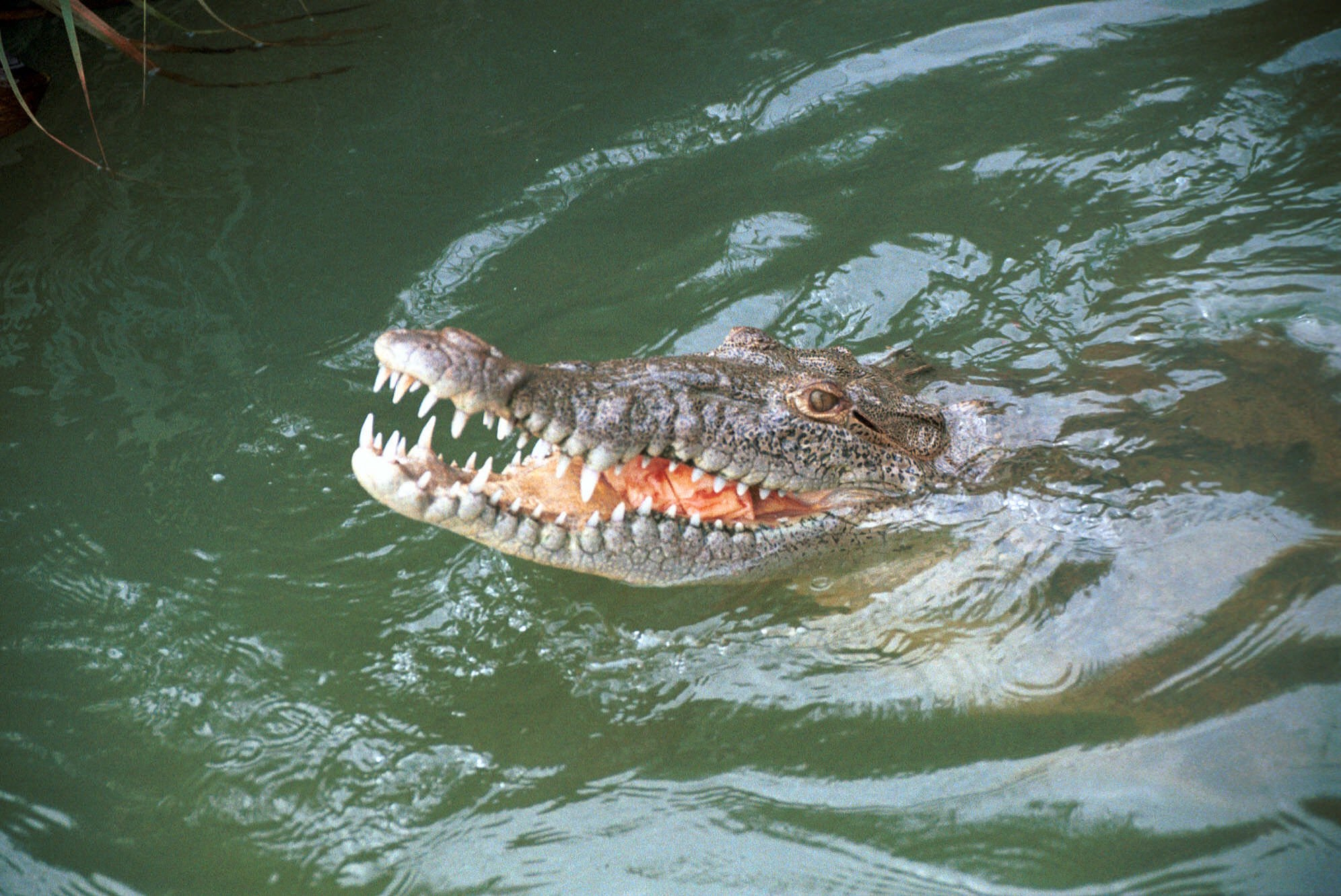 The crocodiles has increasingly on human populations