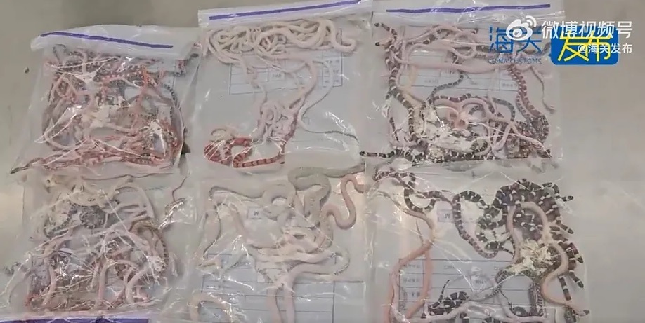 snakes in the bags in which they were transported.