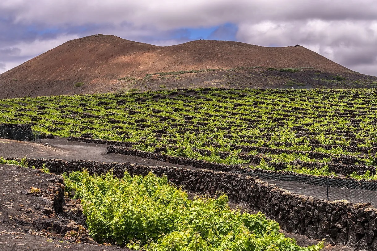 Some vineyards in a row around El Grifo, Lanzarote.