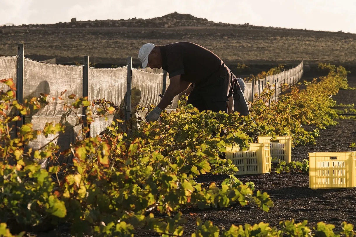 A worker picks grapes.