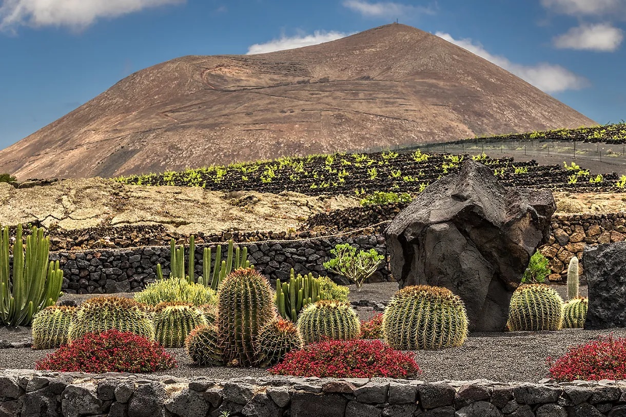 El Grifo's cactus garden.