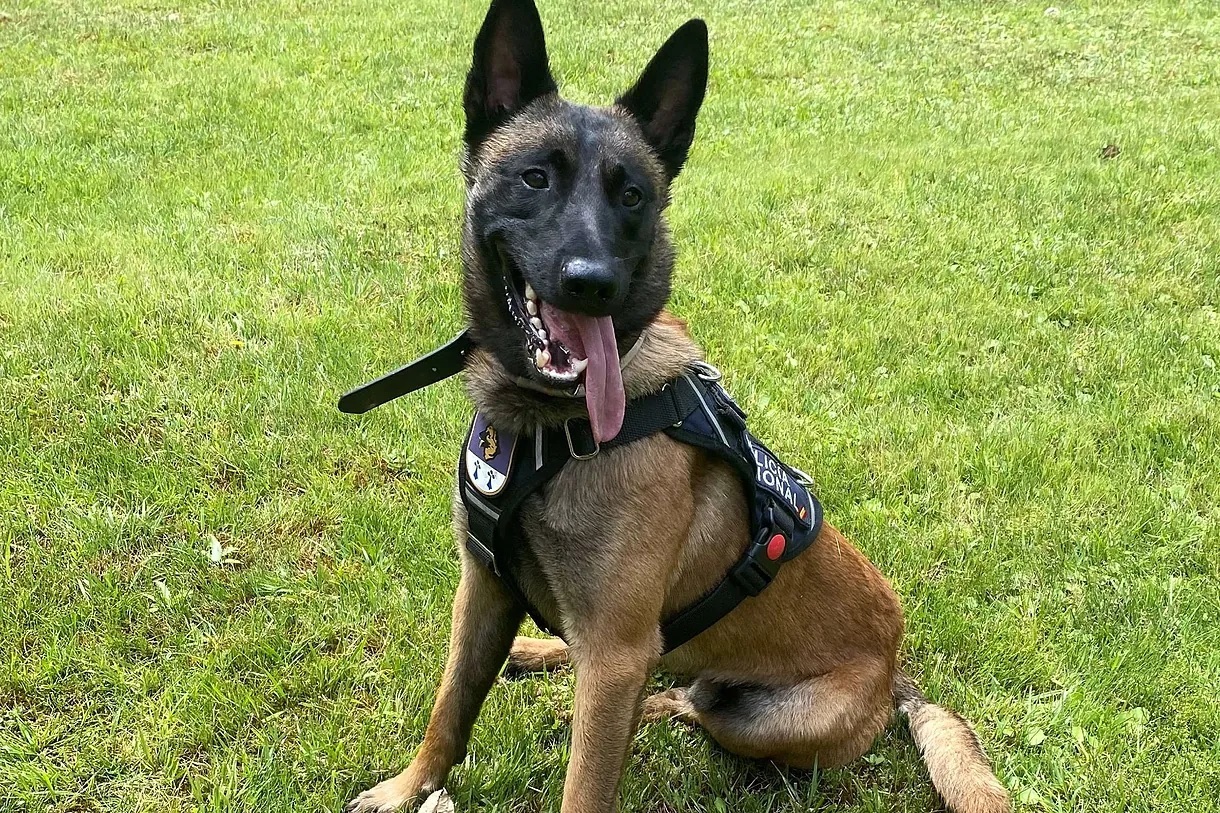 "Solo", one of the dogs of the police canine unit deployed in Paris for the Olympic Games