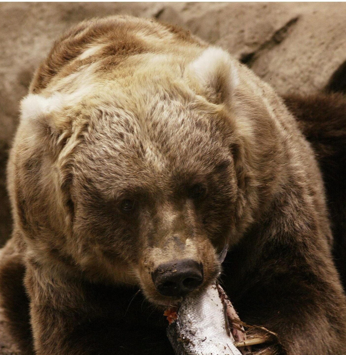 Bear enjoys a three kilograms (6.6 pounds) whole Tasmanian Atlantic Salmon.