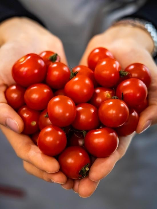 Why you should include tomatoes in your diet?