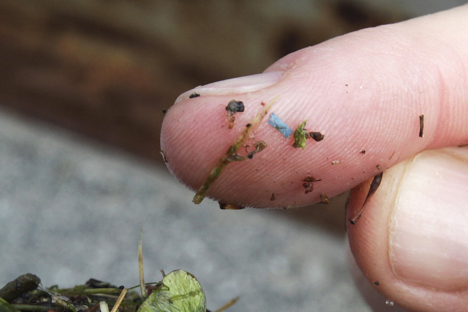 A blue rectangular piece of microplastic sits on the finger