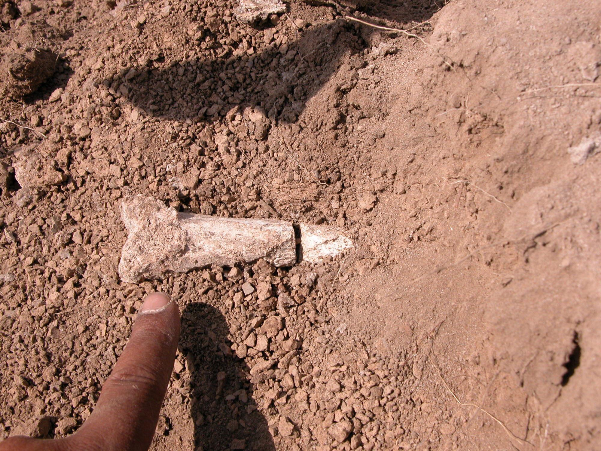 A finger of a scientist pointing at a tibia from the lower part of the leg of what is believed to be humankind''s first walking ancestor