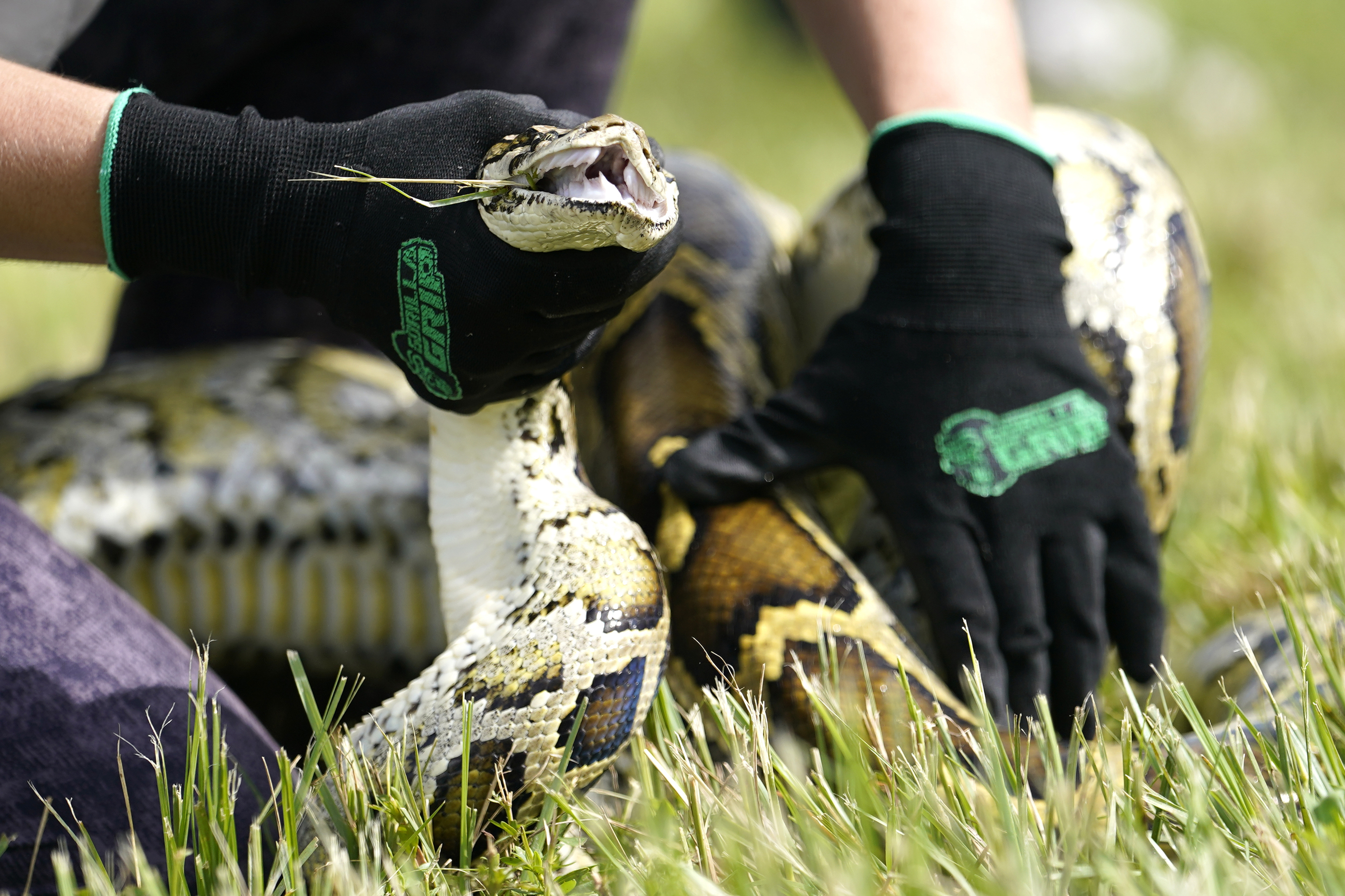 A Burmese python is held during a safe capture demonstration at a media event for the 2022 Florida Python Challenge