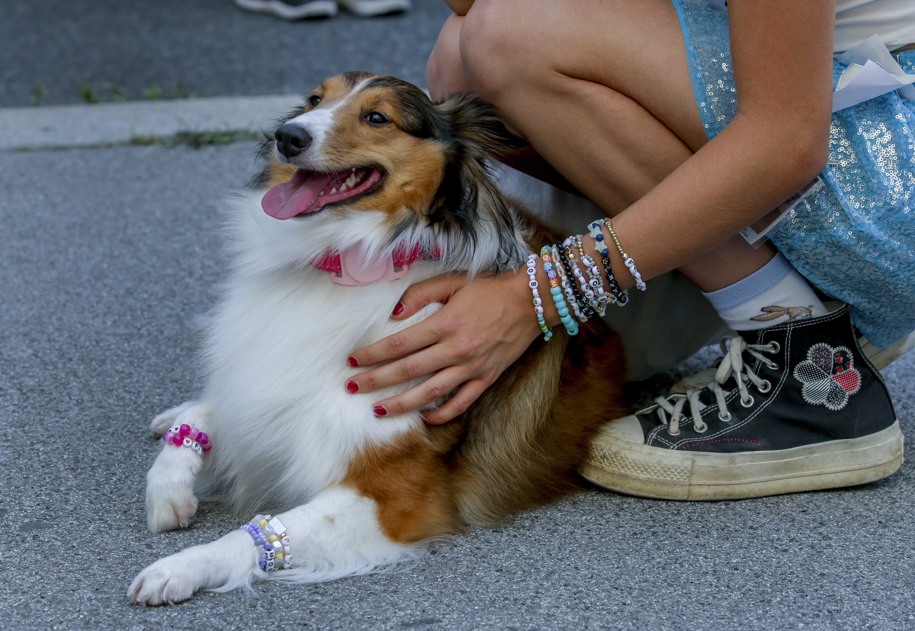 A dog is decorated with bracelets in the city centre in Vienna