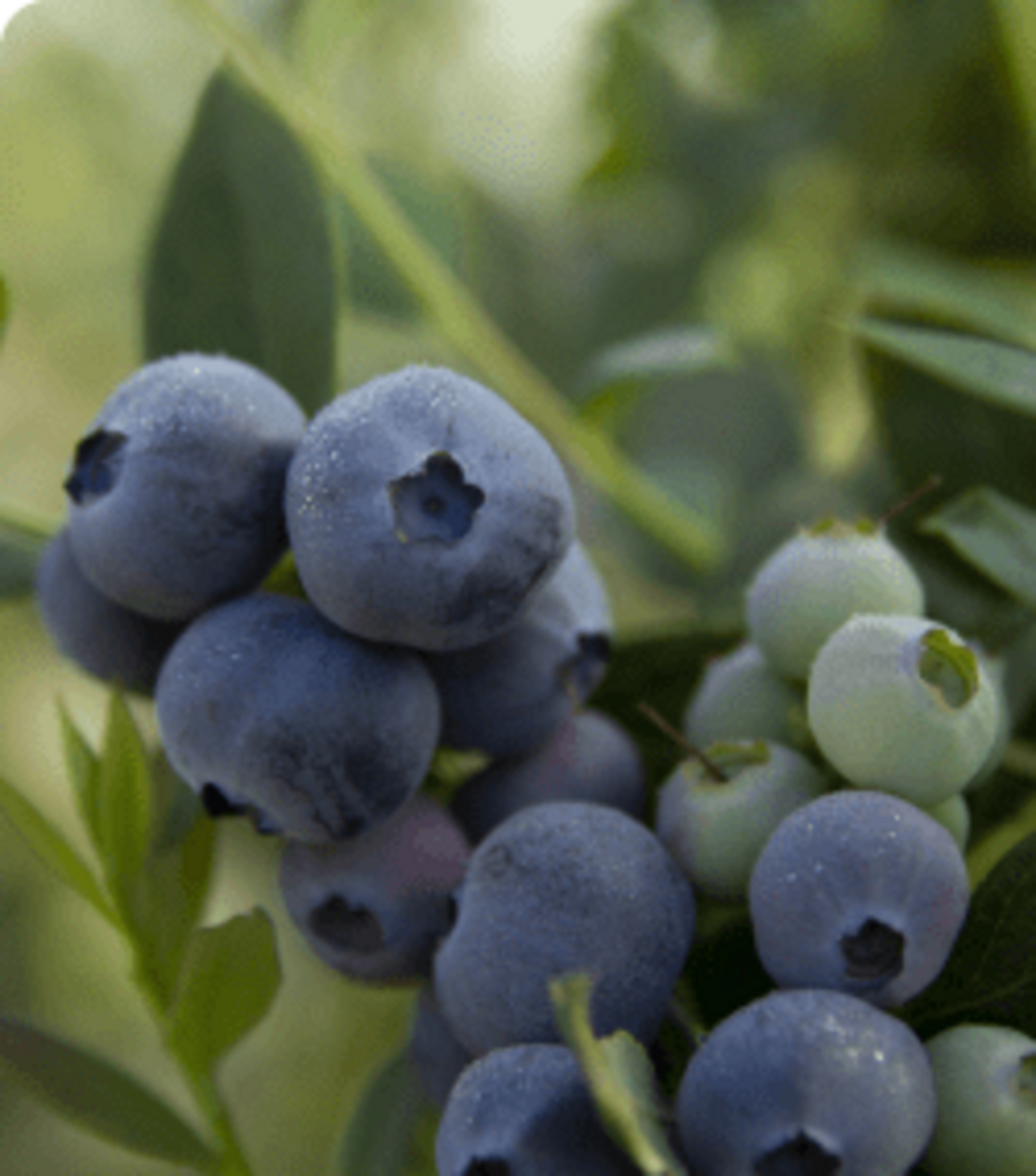 Blueberries