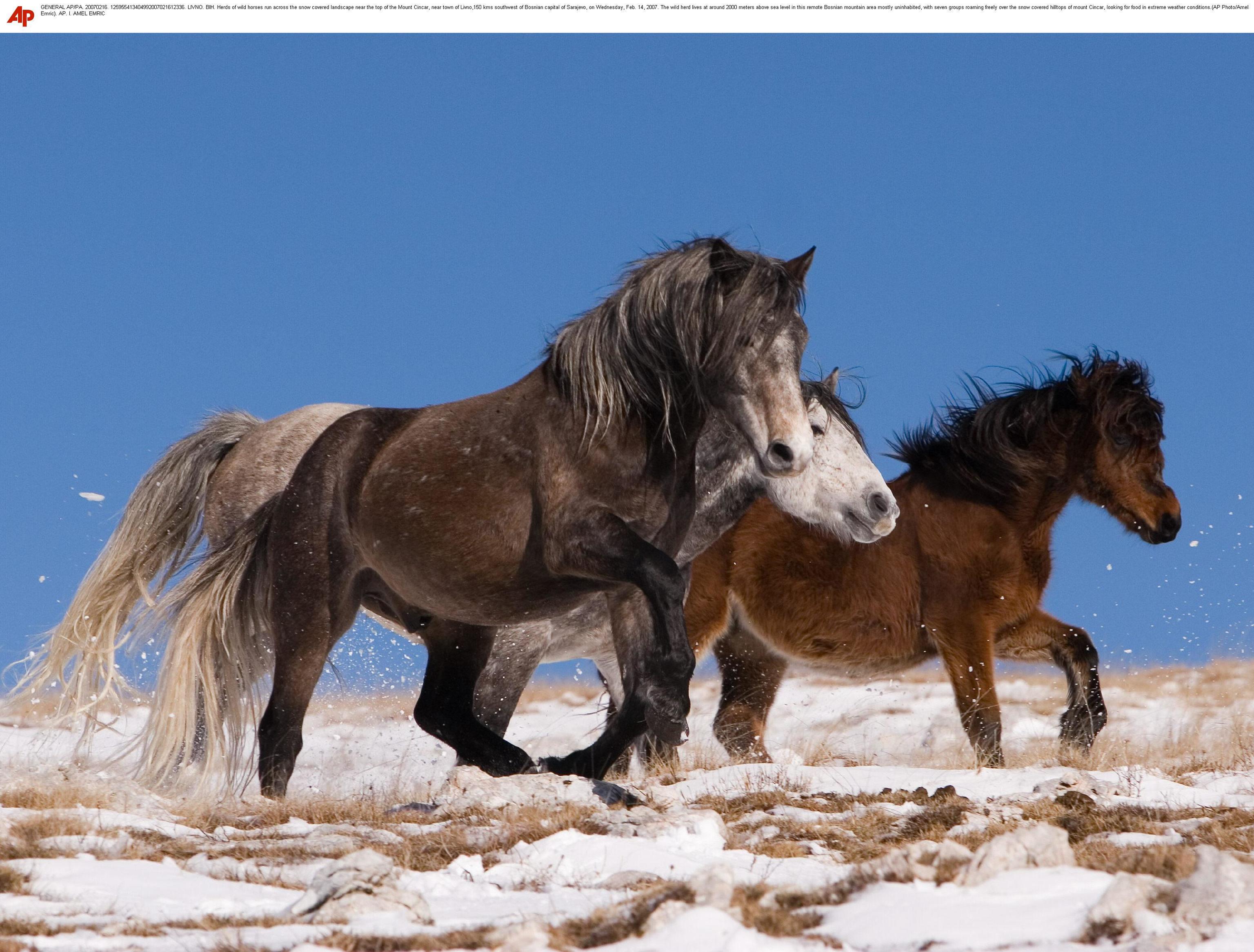 Herds of wild horses run across the snow covered landscape