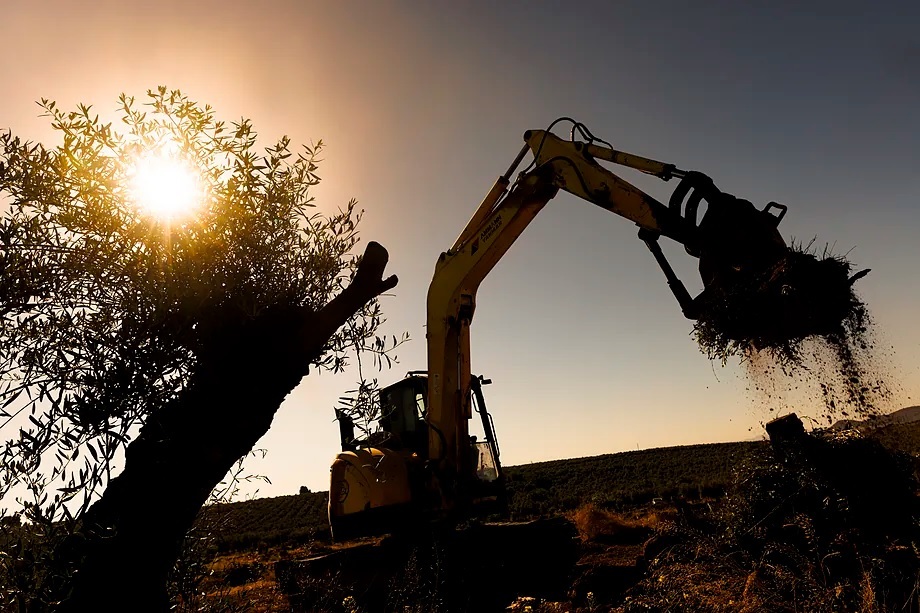 Olive grower in Andalusia, Spain.