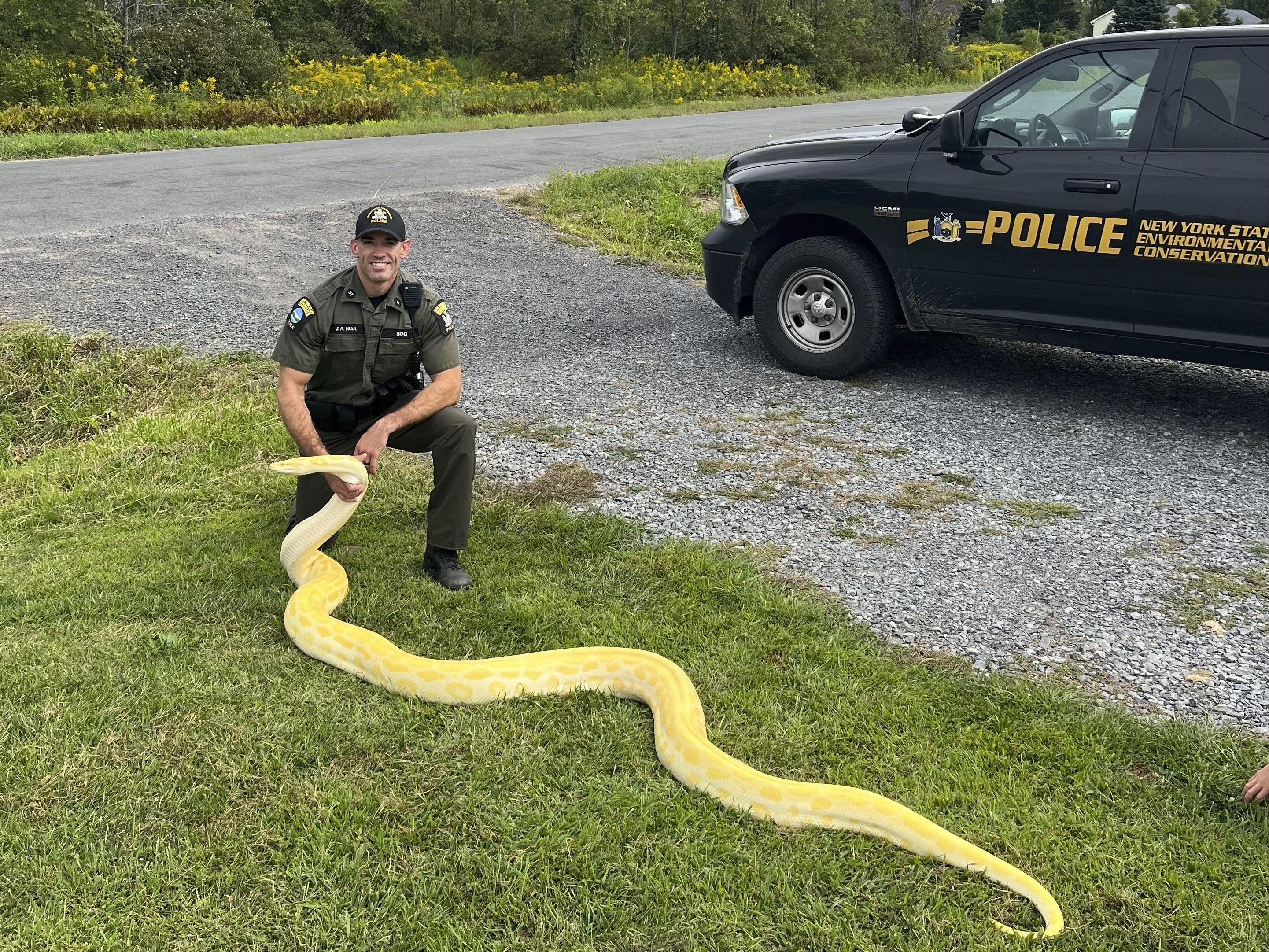 A Burmese python that was confiscated from a home in New Hartford