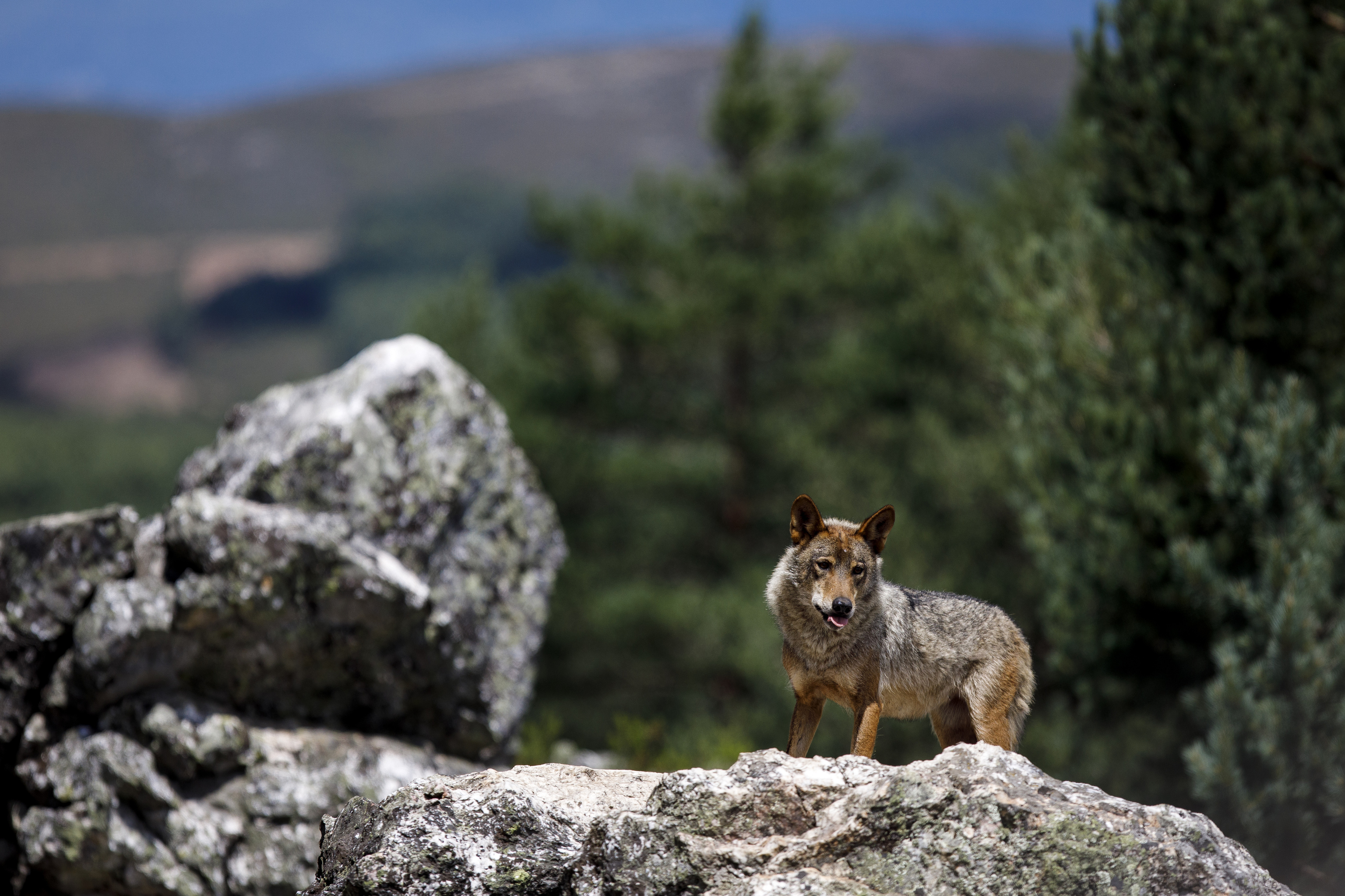 A wolf in the mountains.