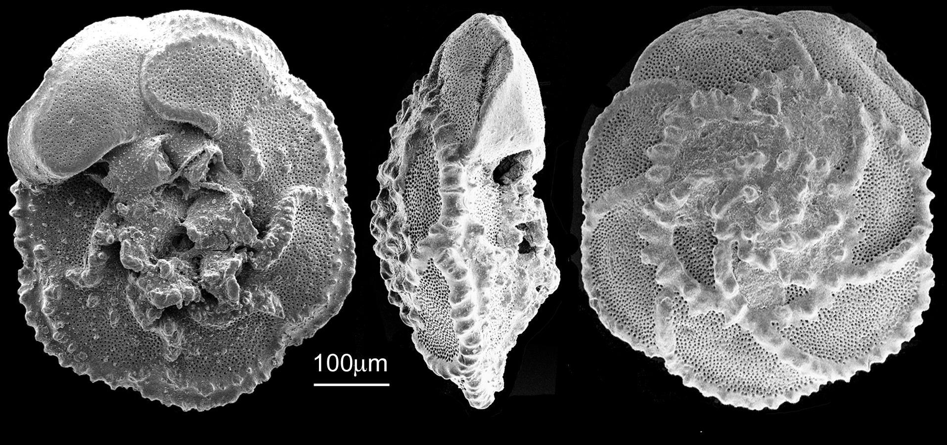 Microscopic view of single-celled organisms called foraminifera.