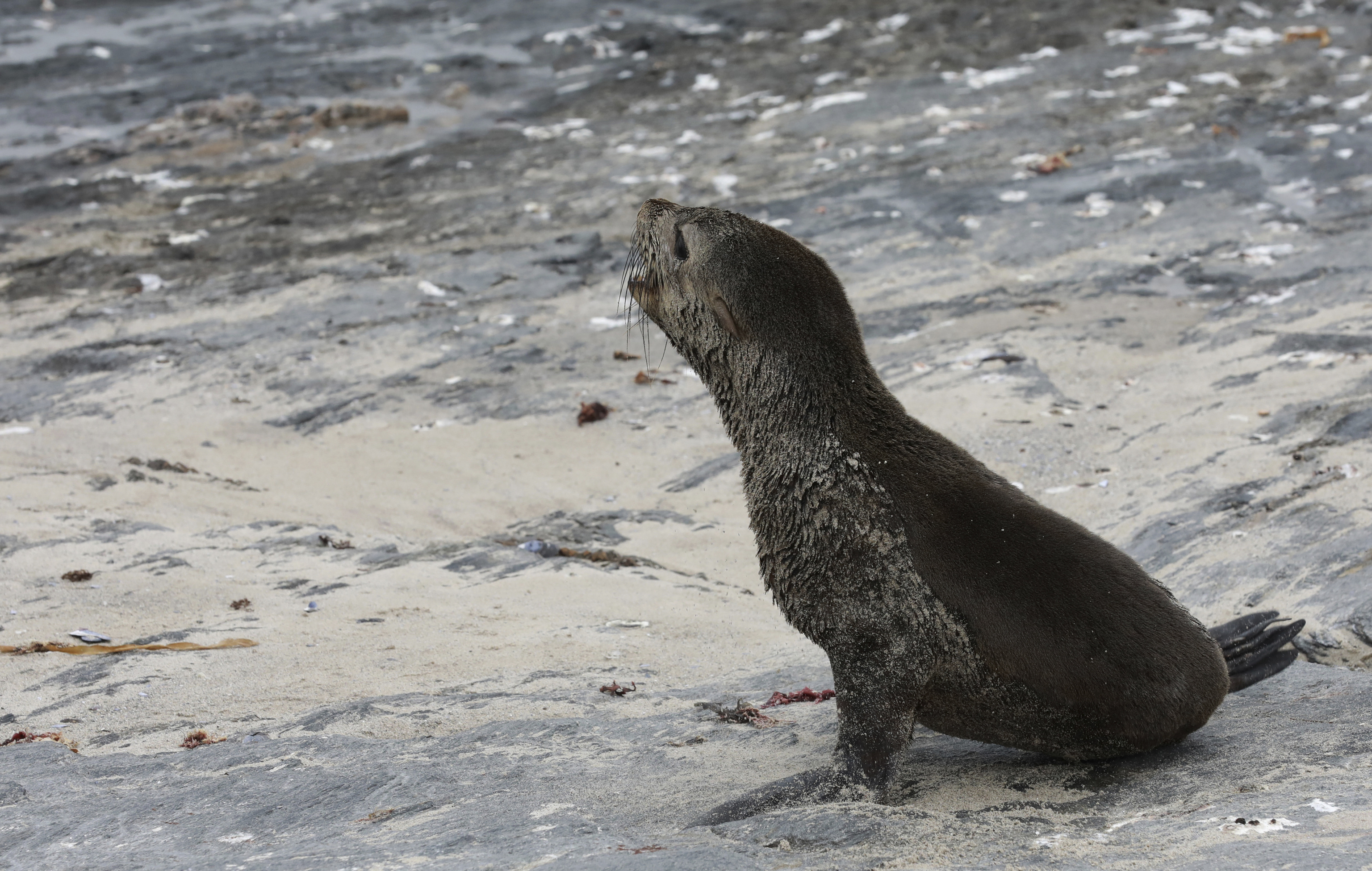 A Cape fur seal on Seal Island near Cape Town