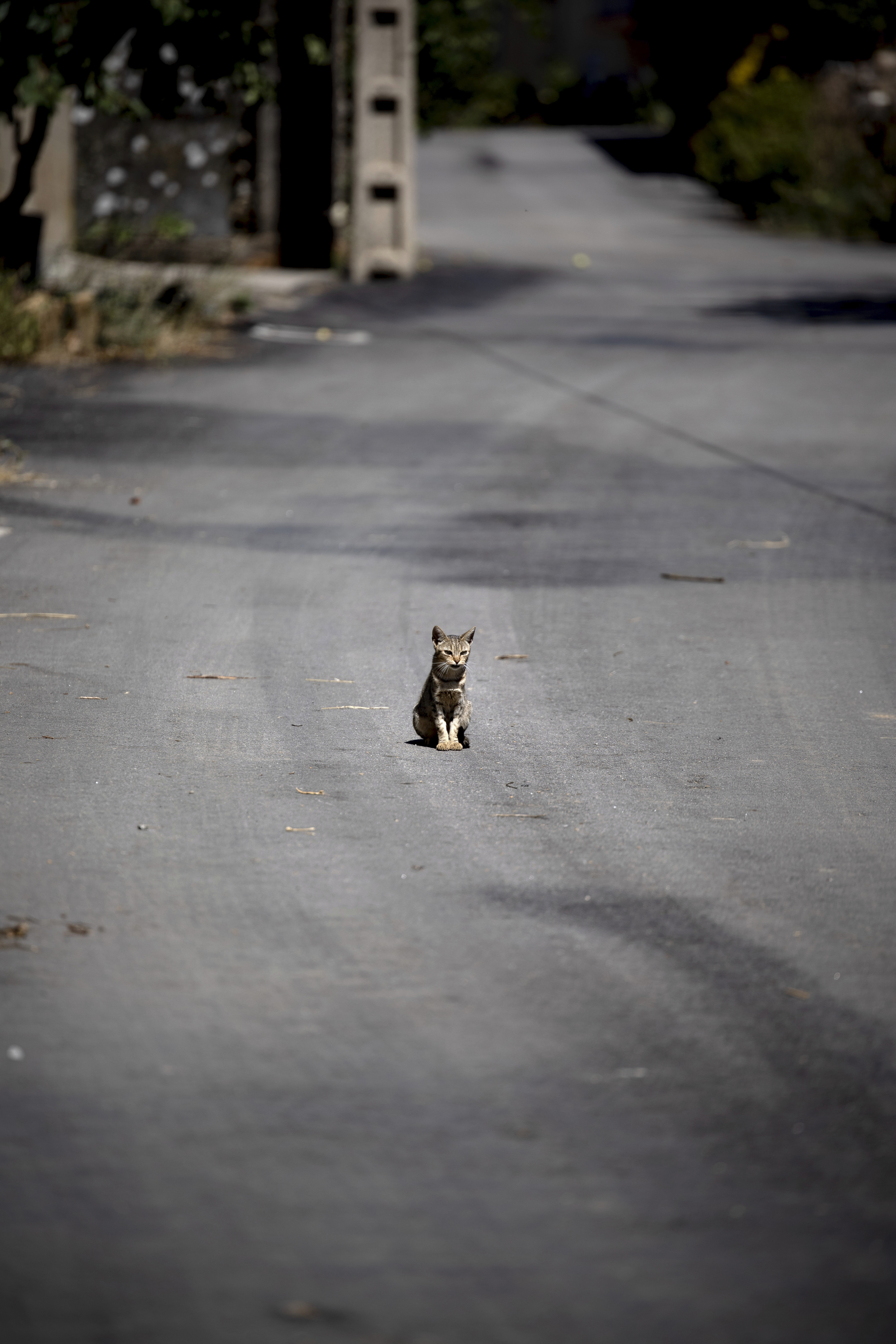 A cat in the street.