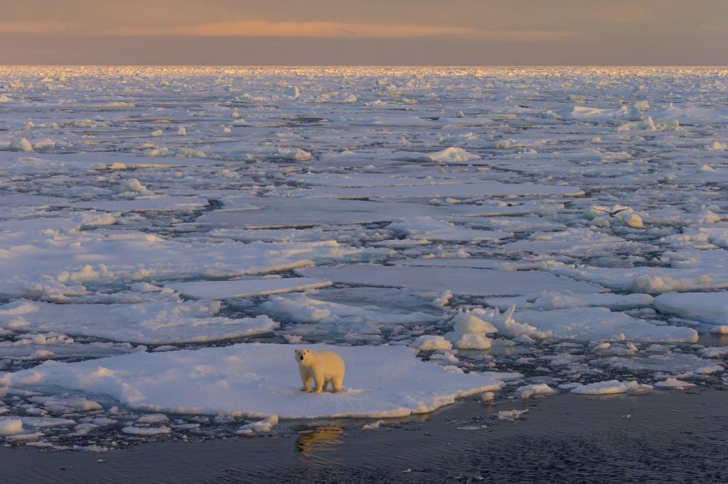 A polar bear.