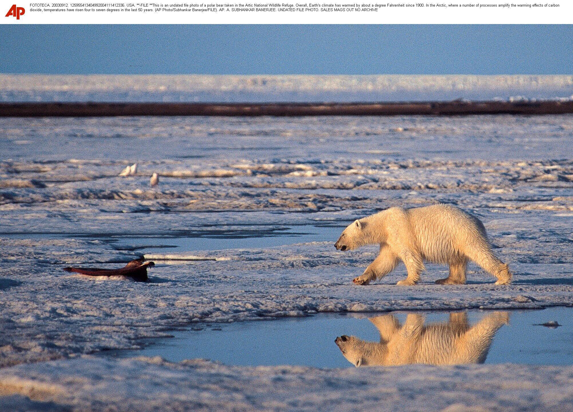 a polar bear taken in the Artic National Wildlife Refuge.