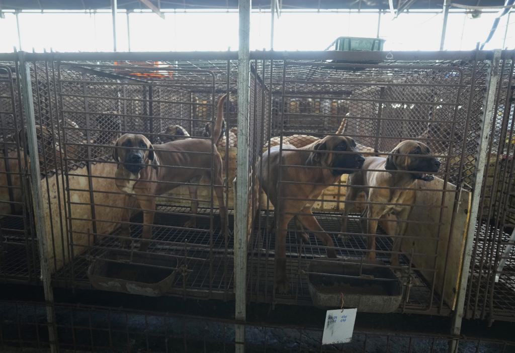 Dogs are seen in cages at a dog farm in Pyeongtaek, South Korea