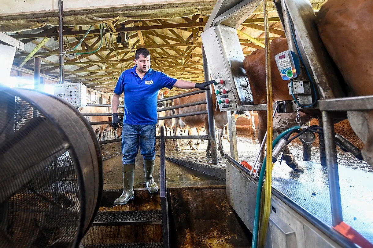 Farm worker Enrique Rubio of Mexico, works at the Dutch Hollow Farms milking Jersey dairy cows.