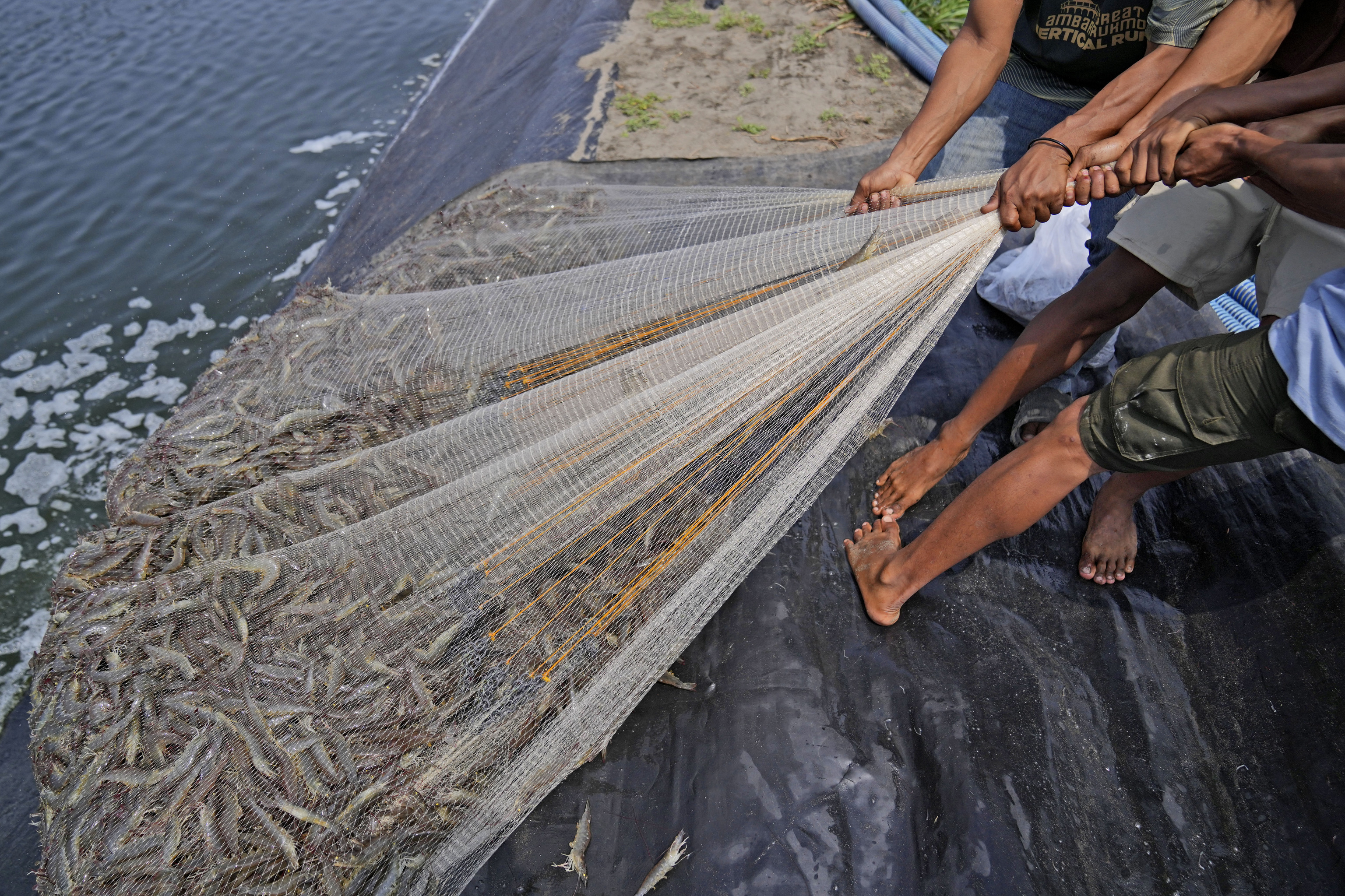 Workers pull a net as they harvest shrimps at a farm in Kebumen