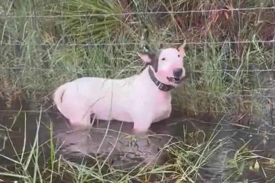 The dog abandoned tied to a fence.
