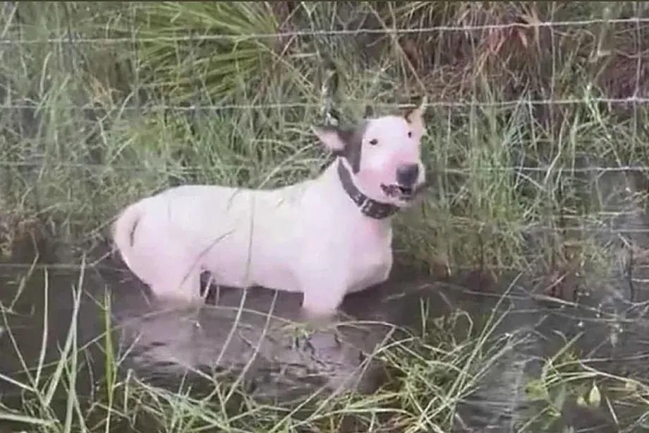 The abandoned dog tied to a fence.