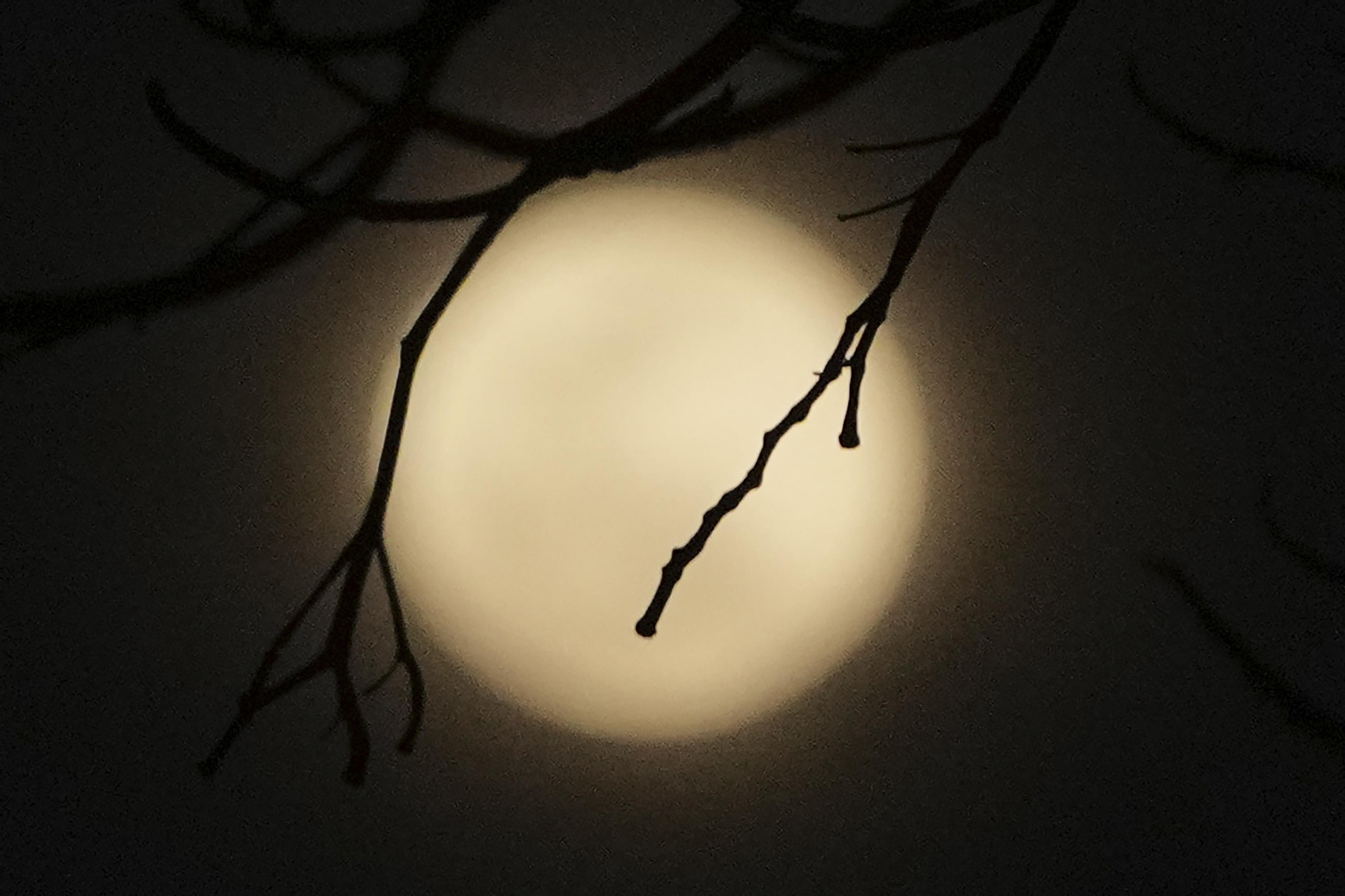 The moon rises behind a tree seen from Jakarta, Indonesia.