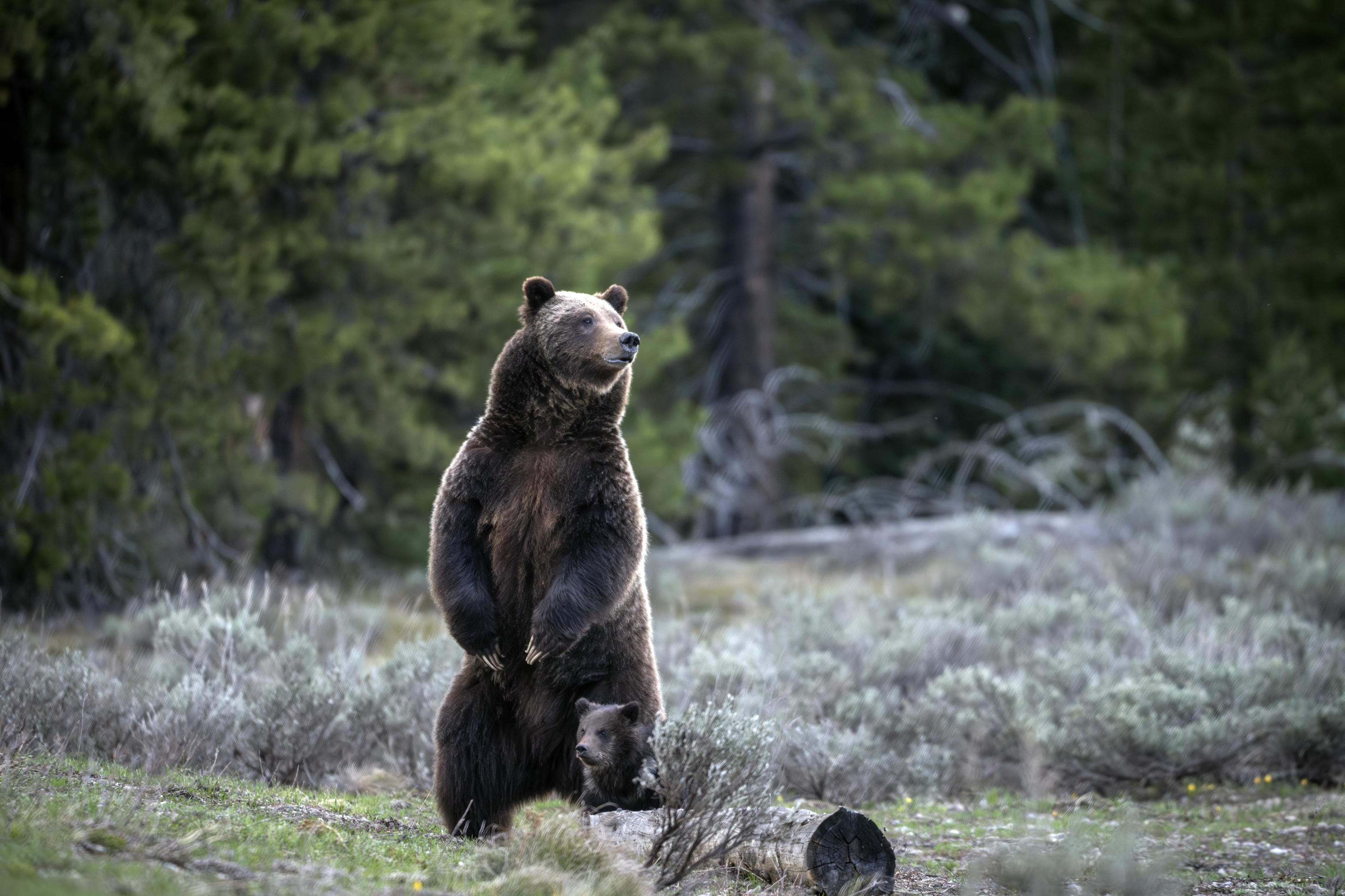 Grizzly bear known as No. 399 stands along side a cub.