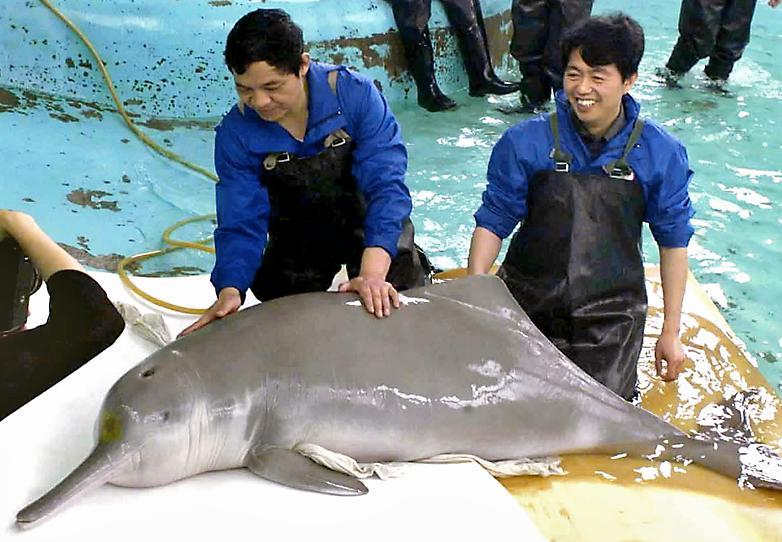 Specialists prepare the dolphin, Qi Qi