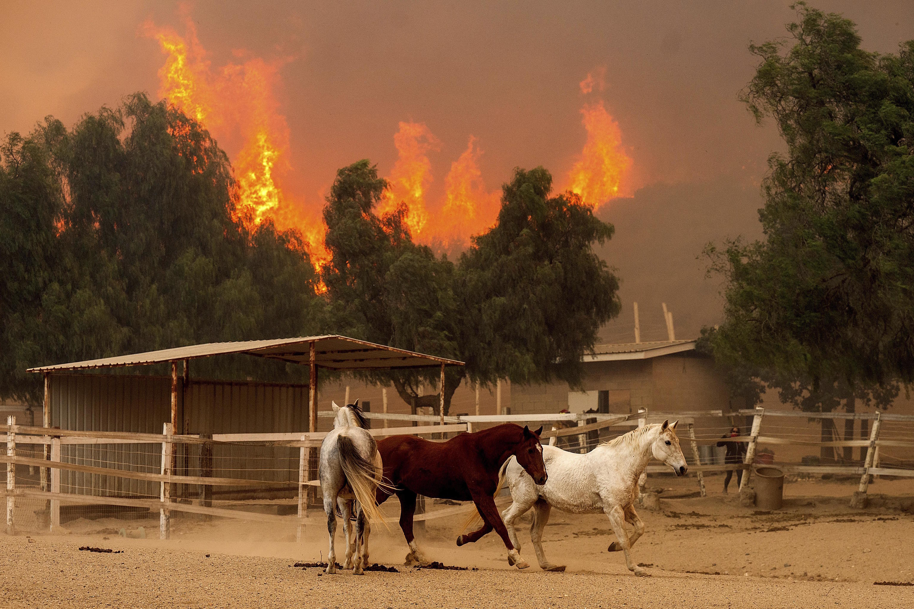 Flames from the Mountain Fire leap along a hillside at Swanhill Farms.