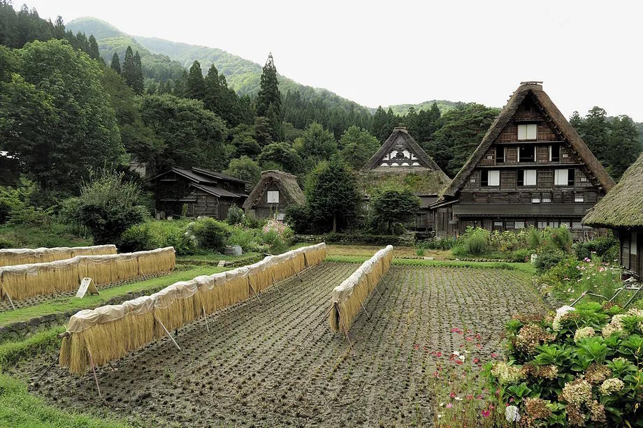 The traditional houses of Shirakawago.