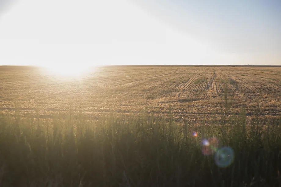 A cereal field in Castilla y Len.