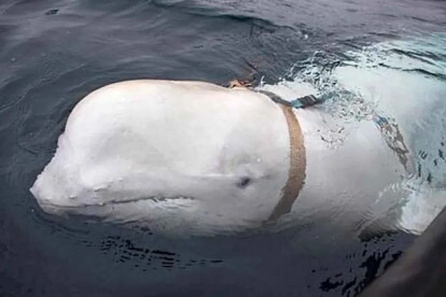 The white whale found with the harness in Norway. NTB SCANPIX REUTERS