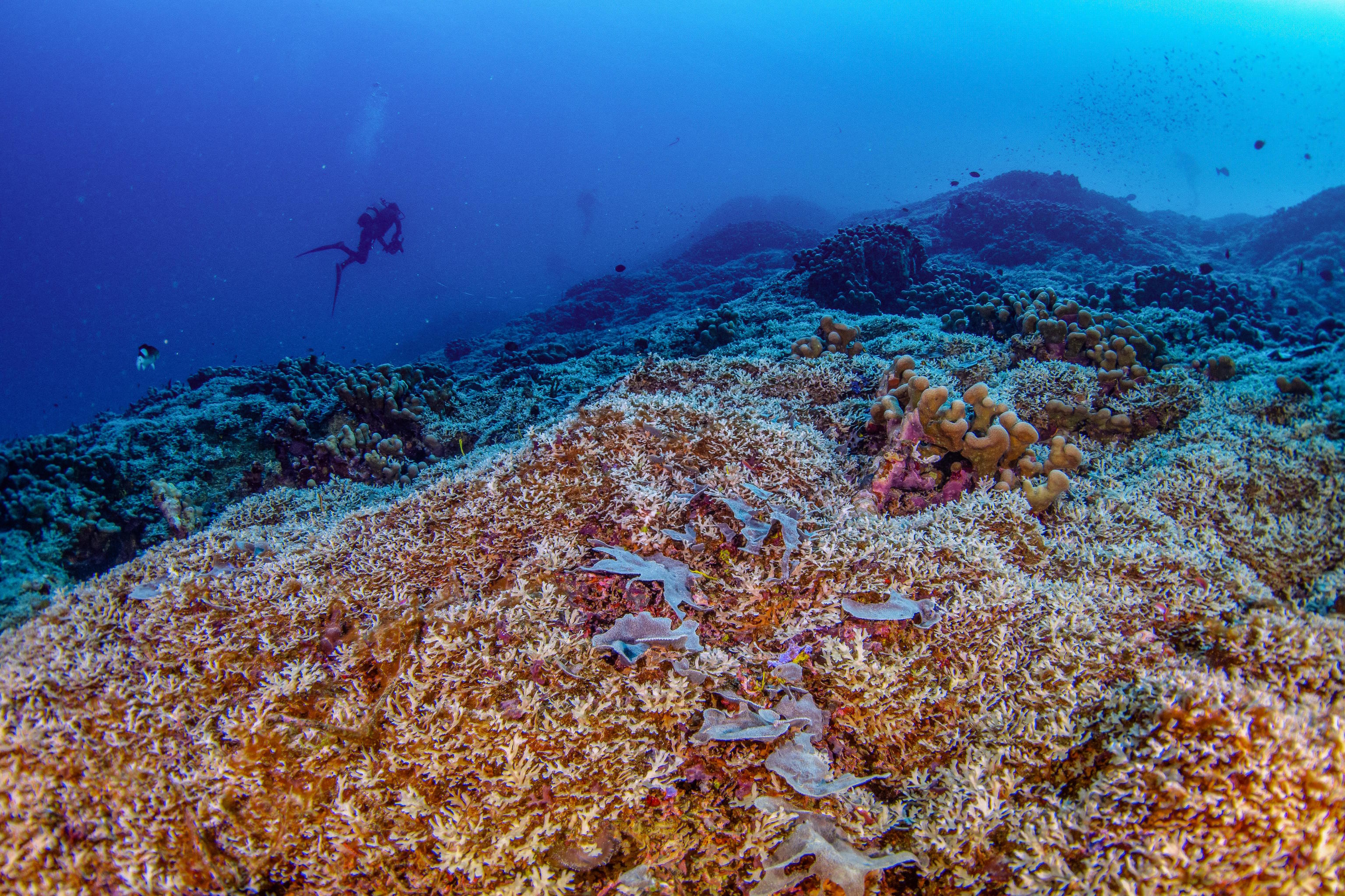 The world's largest coral in the Solomon Islands.