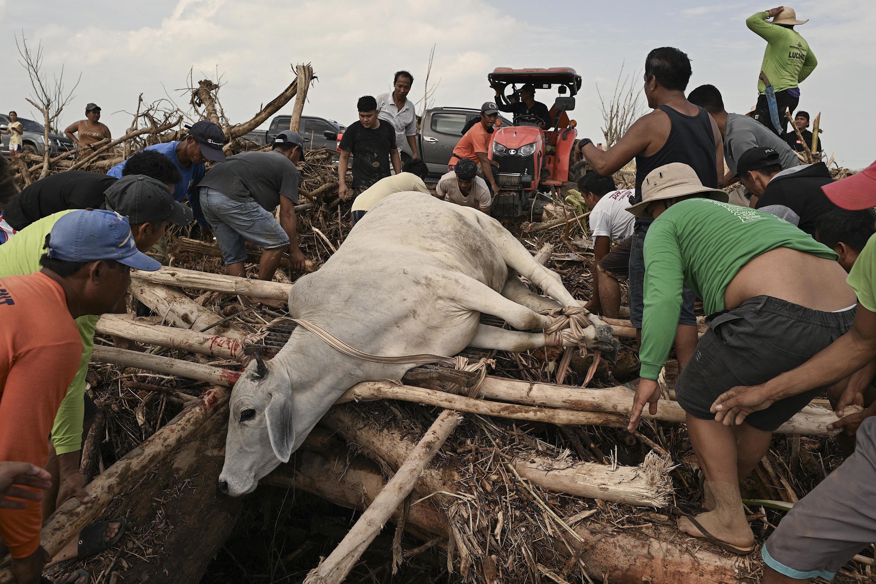 Residents rescue a cow trapped in logs.